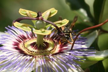 Wasp